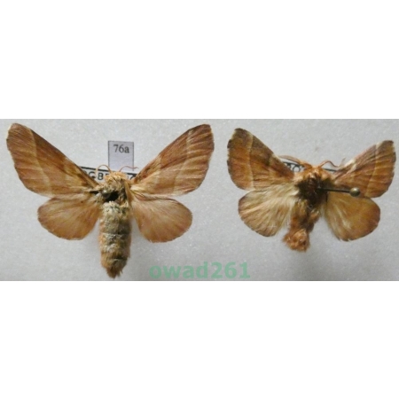 Malacosoma neustria (Linnaeus, 1758) pair Czech76a